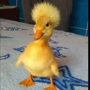 Meet your Posher, Alan